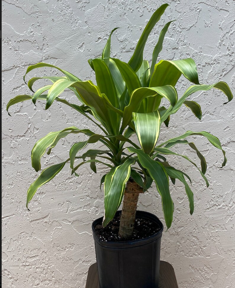 10 Dracaena Santa Rose Massangeana Etsy