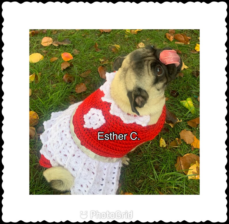 Puede incluir: Un perro carlino con un vestido de crochet rojo y blanco con un dise&ntilde;o de coraz&oacute;n y el texto "Esther C." en la parte delantera. El perro est&aacute; sentado en un lecho de hierba verde con hojas ca&iacute;das.