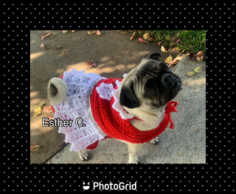 Puede incluir: Un perro pug con un vestido de crochet rojo y blanco con el texto "Esther C." en el vestido.