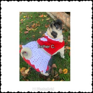 Puede incluir: Un carlino con un vestido de perro de crochet rojo y blanco con el texto "Esther C." en la parte delantera. El perro est&aacute; de pie sobre hierba verde con hojas ca&iacute;das.