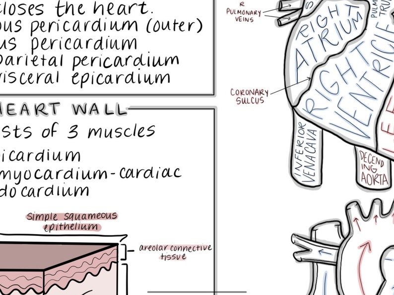 A&P Study Guide: The Cardiovascular System For Nursing And | Etsy