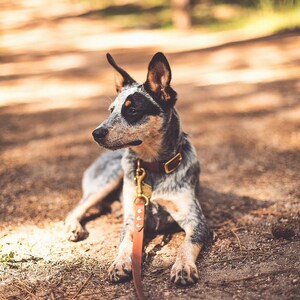 Adventure Biothane Collar and Leash Bundle