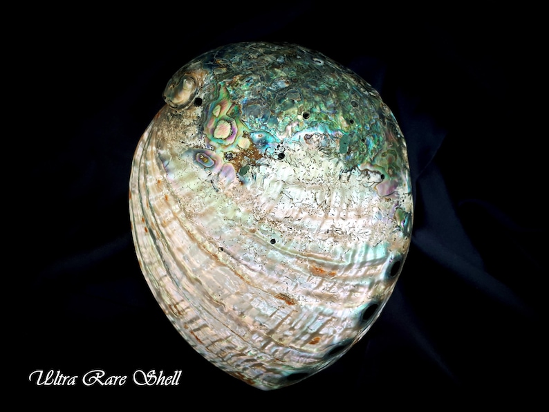 Museum Quality! Very Rare and Huge Abalone Shell From the Pacific Ocean ...