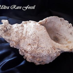Museum Quality! Very Rare & Huge 500,000 Year Old Marine Shell Fossil from the Pacific Ocean Perfectly Preserved