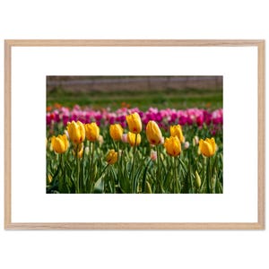 Poster encadré en bois de qualité supérieure représentant des tulipes colorées en fleurs. Papier mat haut de gamme.  3 couleurs de cadre au choix
