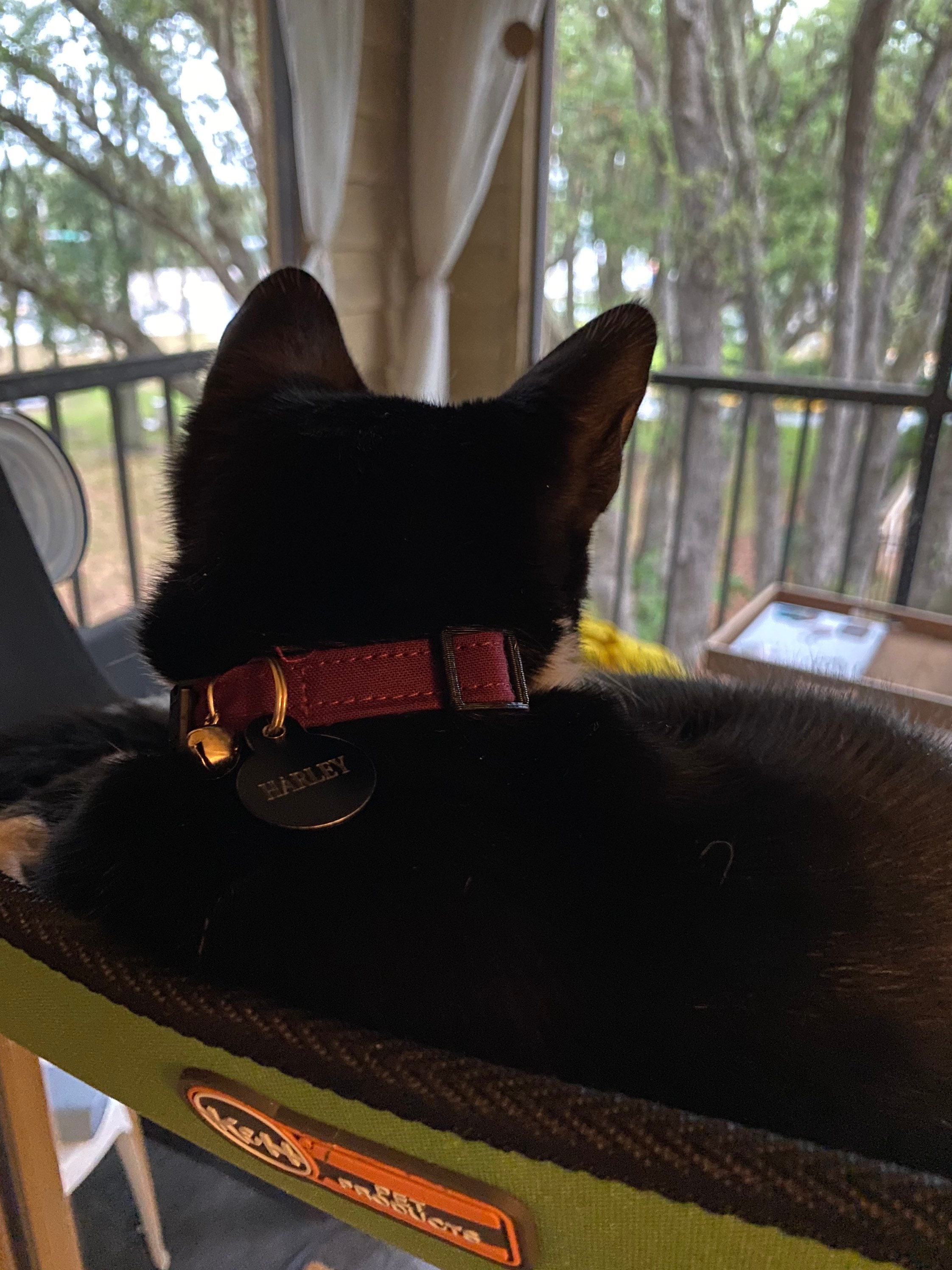 Maroon Cat or Kitten Collar with breakaway buckle and optional Etsy