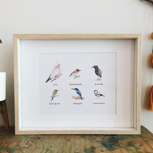 NT Birds A4 size Poster