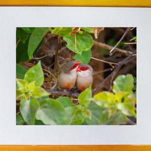 May include: Two small birds with red heads and gray bodies are perched on a branch in a green leafy bush. The birds are facing each other and appear to be touching beaks.