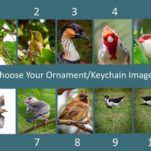 Op de afbeelding: Tien verschillende vogelafbeeldingen om uit te kiezen voor een ornament of sleutelhanger. De afbeeldingen omvatten een verscheidenheid aan vogels, zoals een witoog, een kardinaal en een zwartnekstrandloper.