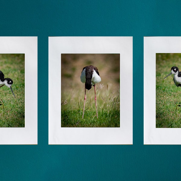 Hawaiian Stilt Bird Ae’o Kukuluae’o Triptyque Ensemble de 3 impressions photo 8x10 en mats 11x14 Mattes