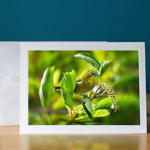 Mejiro Japonês Olho Branco Pássaro Flor Branca Havaí Cartão Fotográfico 5x7