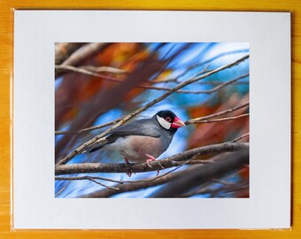 Java Sparrow Primary Colors 8x10 Photo Print in 11x14 Matte Mat