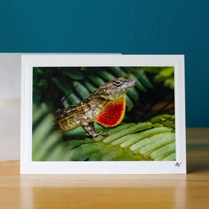 Carolina Green Anole rouge-gorge sur fougère Hawaii carte de voeux photo 5 x 7