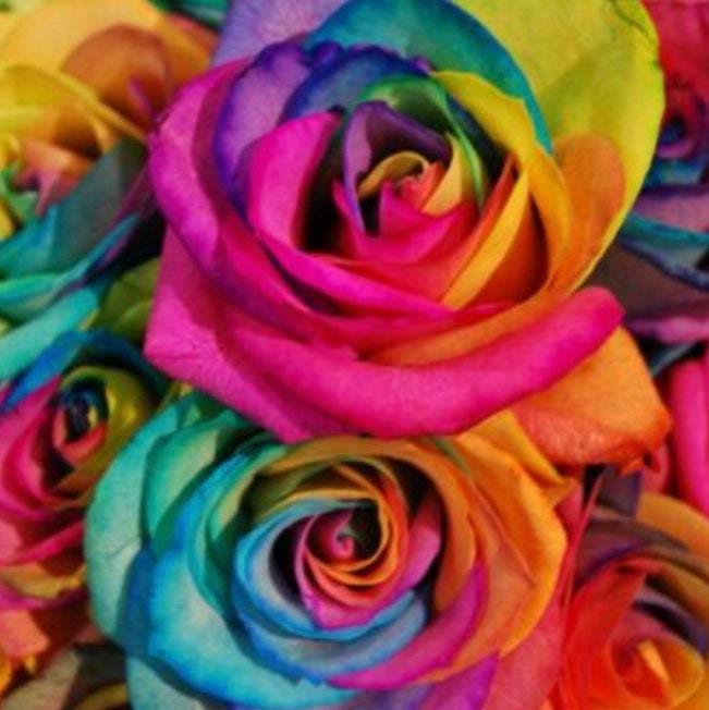 100 Stück Bunte Regenbogen RosenBlume Samen Home Garden | Etsy