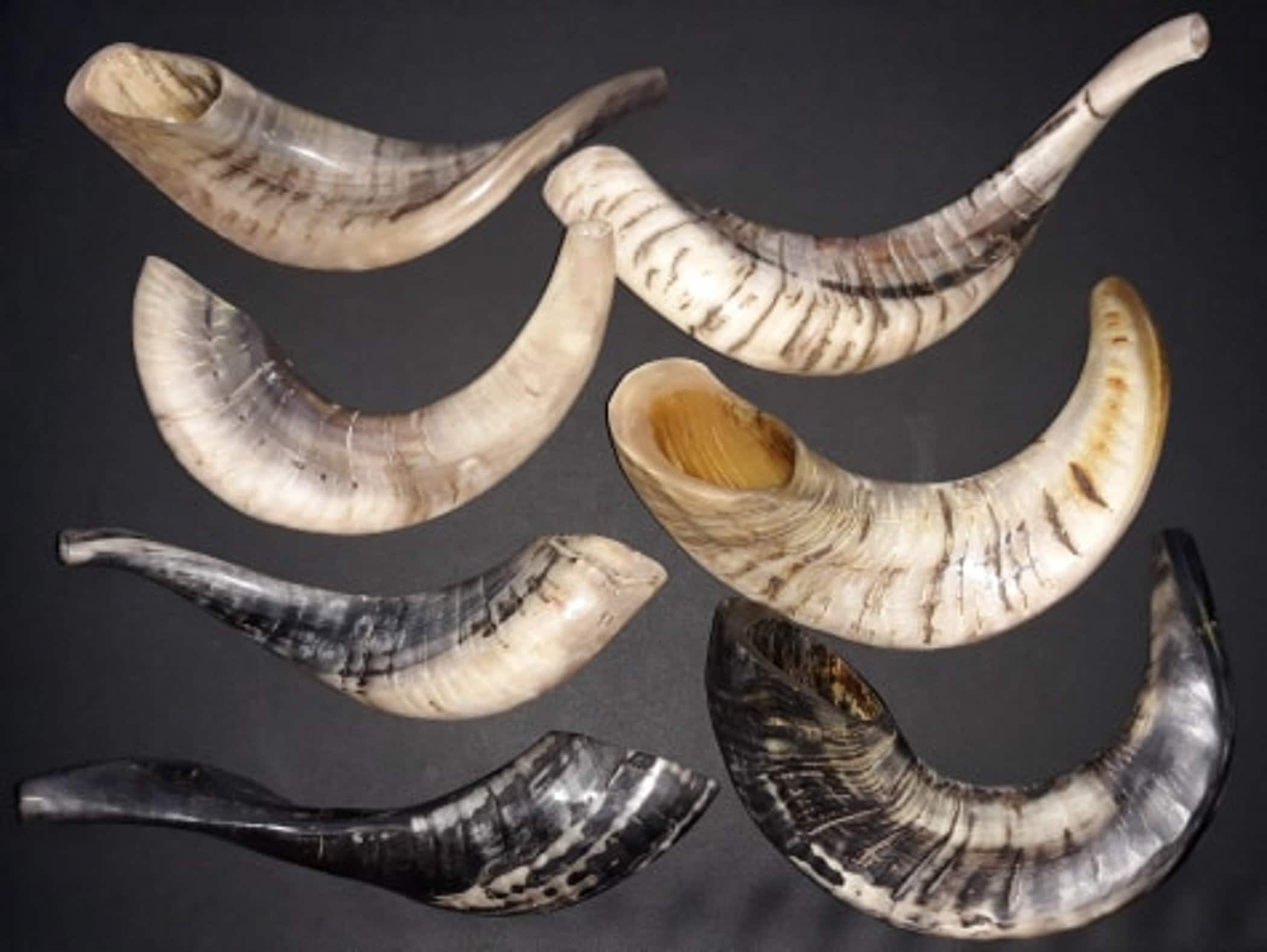 Hebrew Israelite Shofars/ram Horns NEW various Sizes Etsy