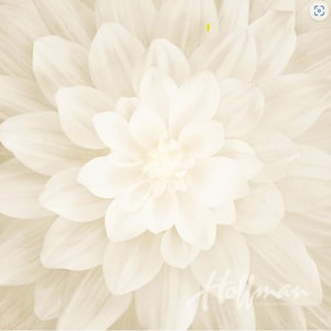 Dream Big Ivory Dahlia Fabric Panel