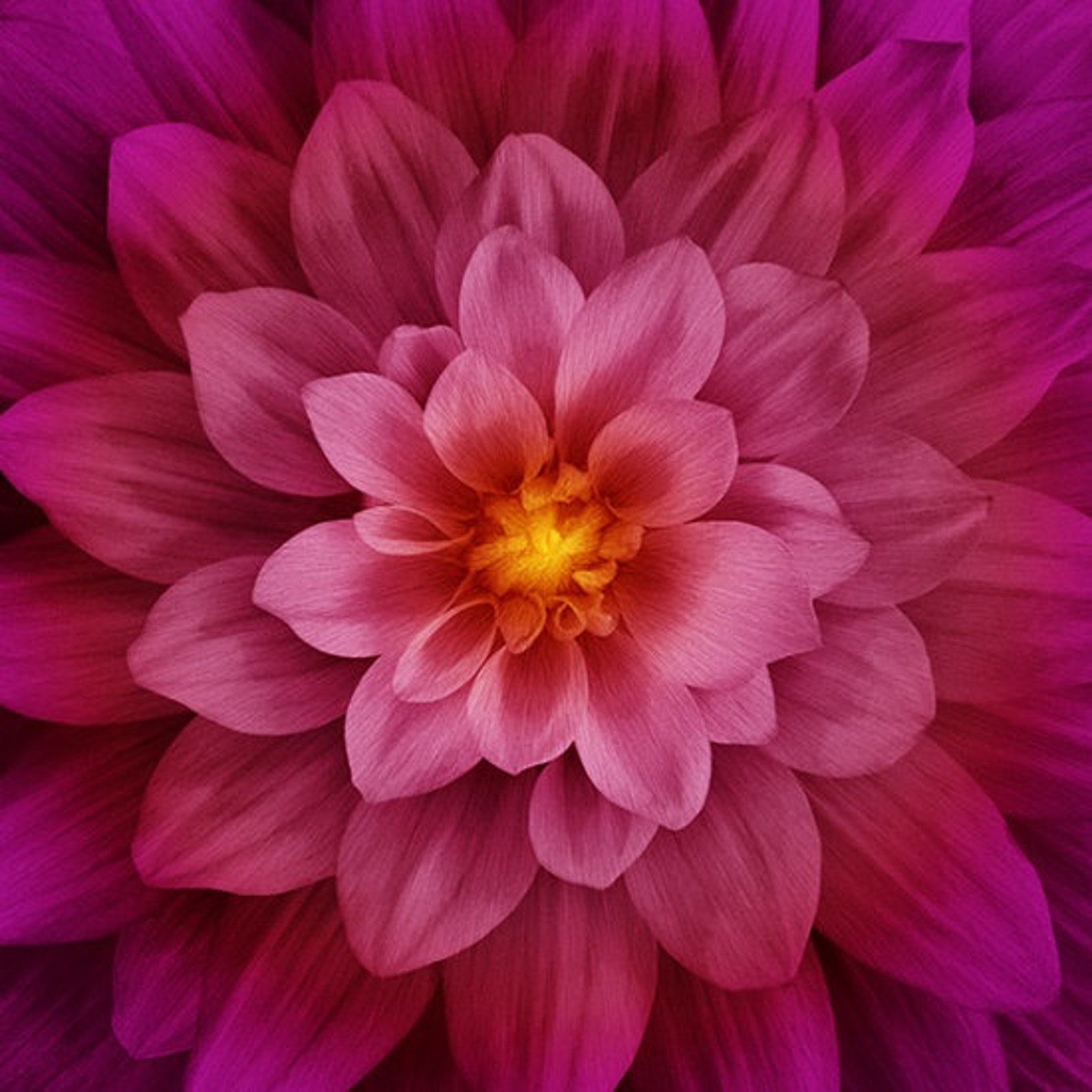 Dream Big Fuschia Dahlia Fabric Panel by Hoffman Fabrics Etsy