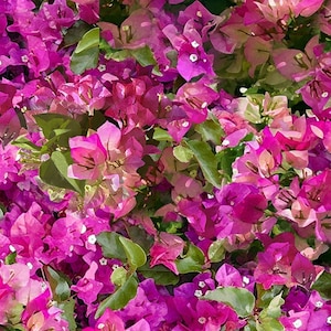 Violet Bougainvillea Digitally Printed Fabric by Hoffman Fabrics