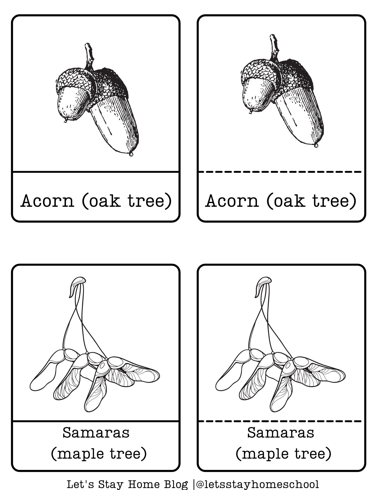 Seeds Mini Unit Seeds Unit Study Seeds Printable Pack - Etsy
