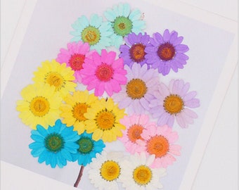 Pressed Dried Daisies Flower for Floral Art Craft Resin Cast