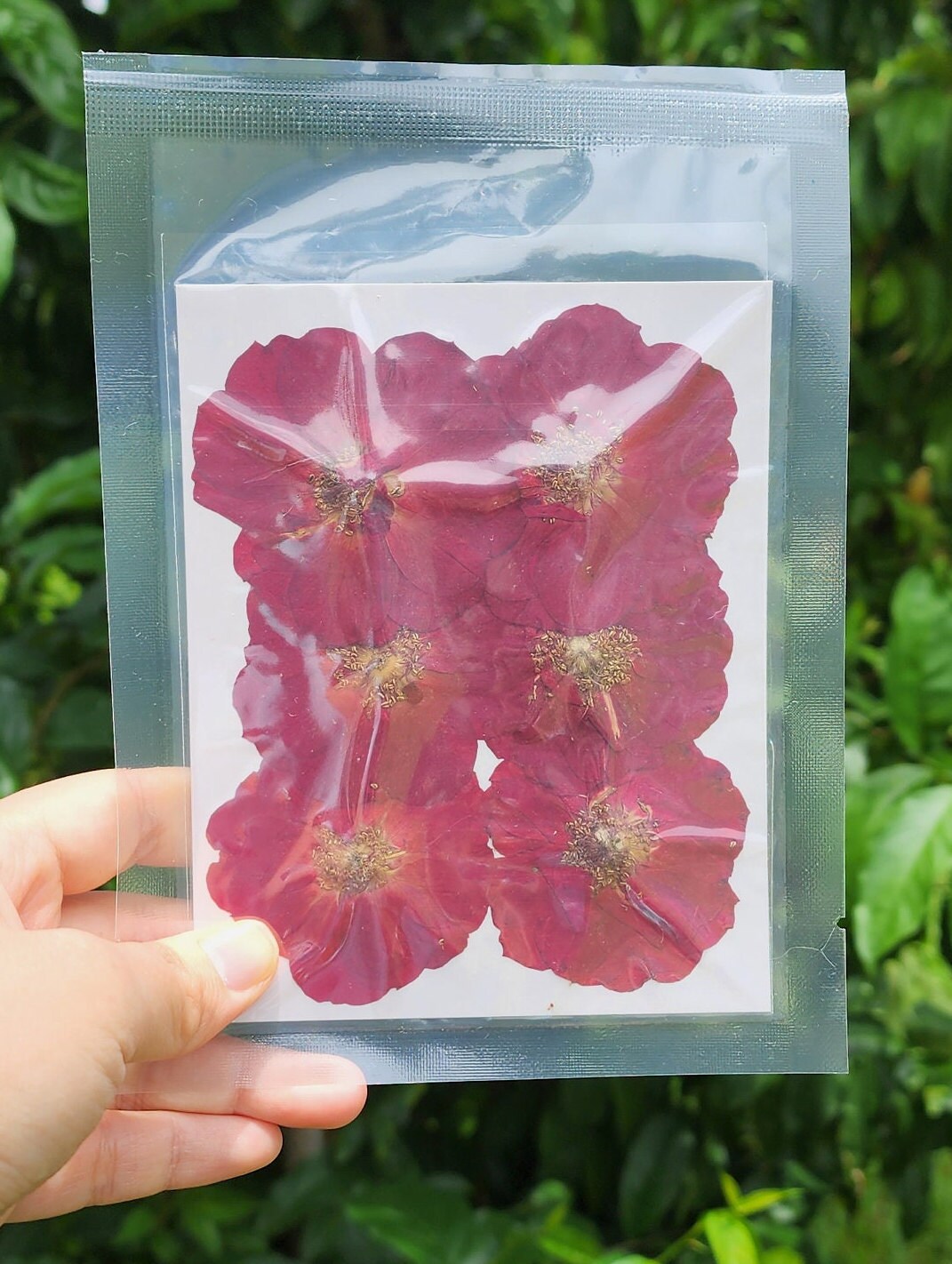 Pressed Large Dried Rose Flowers for Floral Art Craft Resin - Etsy