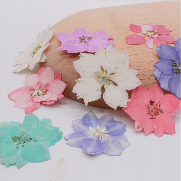 Pressed Flowers for Floral Art Craft Resin Cast Multiple Color