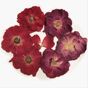 Pressed Large Dried Rose Flowers for Floral Art Craft Resin Cast