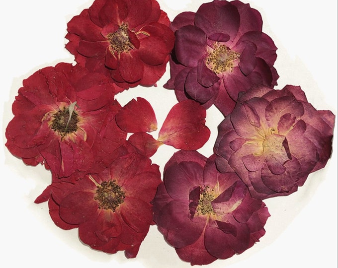 Pressed Large Dried Rose Flowers for Floral Art Craft Resin Cast - Etsy