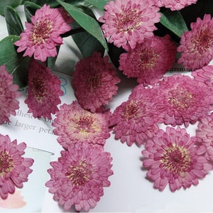 May include: A collection of dried pink chrysanthemum flowers with yellow centers and green leaves. The flowers are arranged on a white surface, showcasing their detailed petal structure and natural color variations.