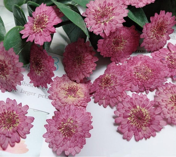 Pressed Dried Small Purple Chrysanthemum Flowers for Floral Art Craft Resin Cast