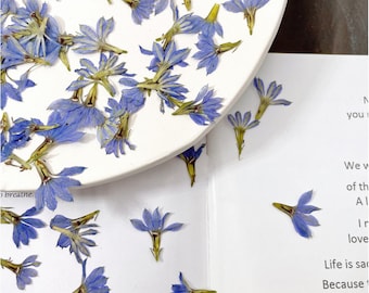 Pressed Dried Scaevola, Fairy Fan Flowers for Floral Art Craft Resin Cast