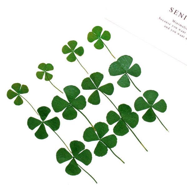 Pressed Dried 4 Leaf Clover for Floral Art Craft Resin Cast