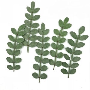 Pressed Dried Pepper Tree Leaves for Floral Art Craft Resin Cast