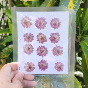 May include: A clear plastic package containing a white card with pressed purple flowers. The flowers have a detailed, textured appearance with yellow centers. The package is held against a backdrop of green foliage.