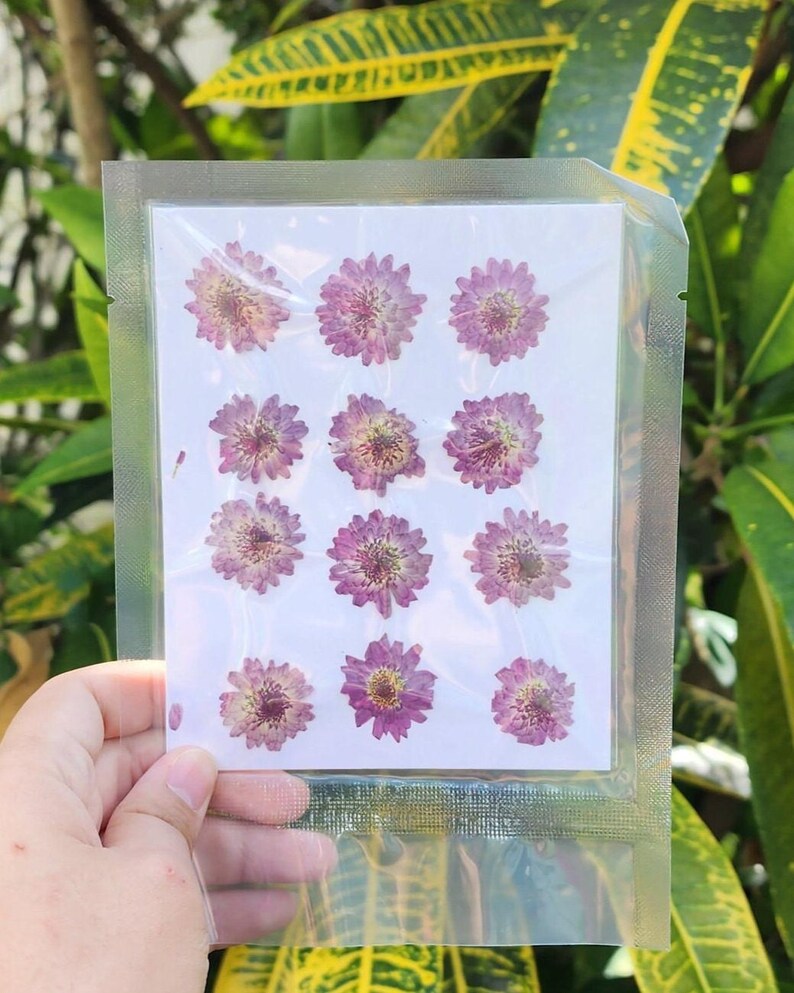 May include: A clear plastic package containing a white card with pressed purple flowers. The flowers have a detailed, textured appearance with yellow centers. The package is held against a backdrop of green foliage.