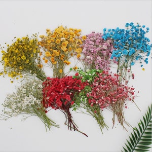 Flores de paniculata secas prensadas para manualidades florales y fundición de resina