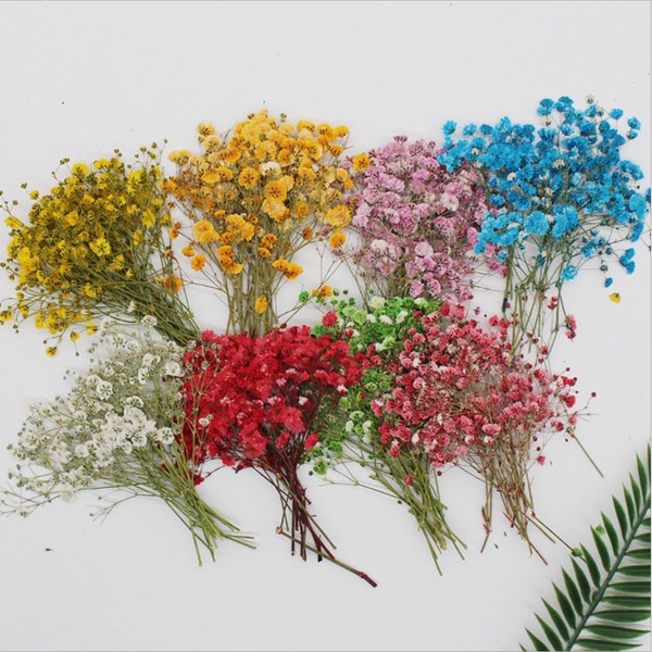 Flores de paniculata secas prensadas para manualidades florales y fundición de resina