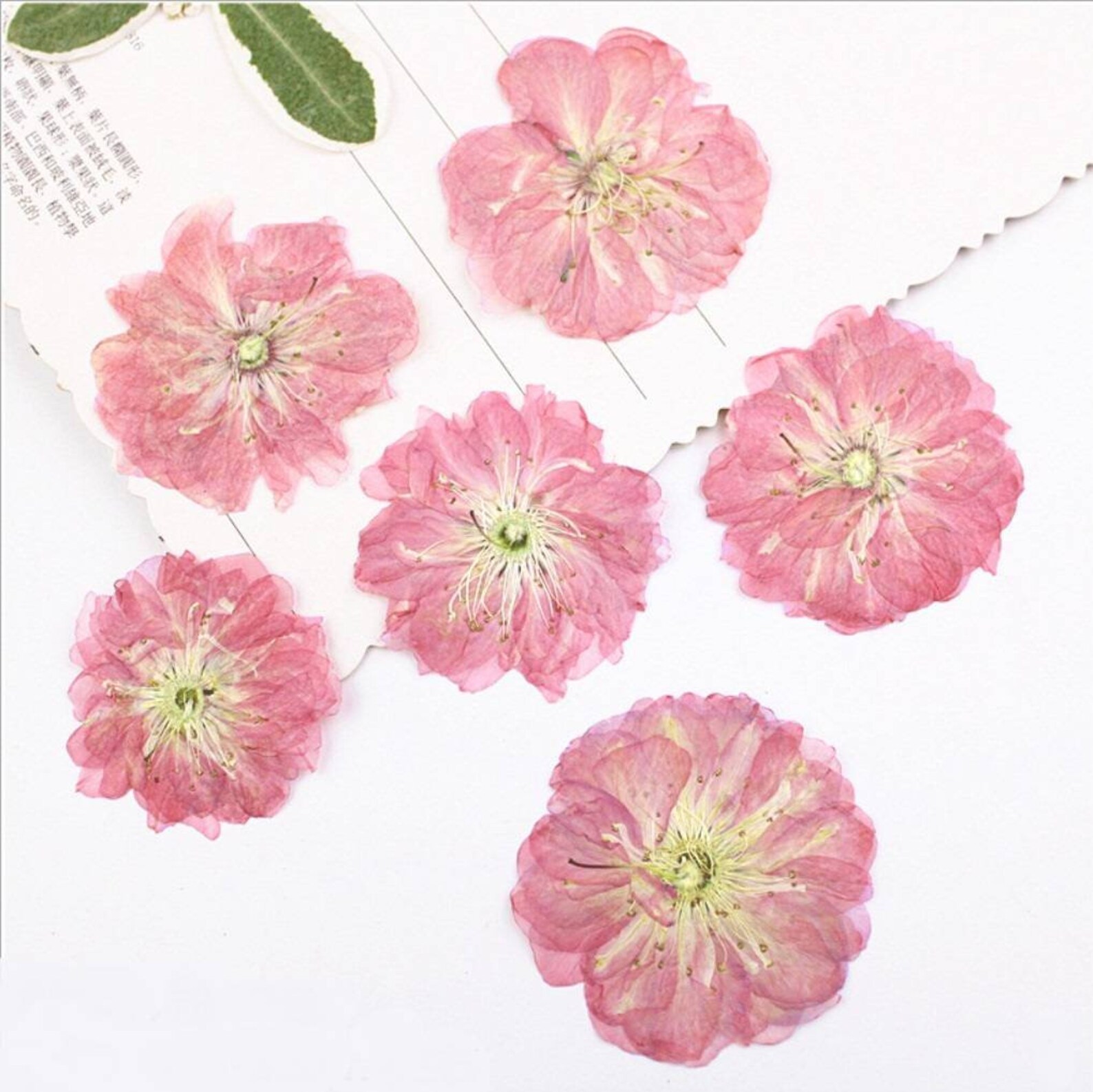 Pressed Dried Cherry Blossoms Flowers for Floral Art Craft Etsy