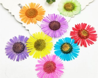 May include: Assortment of seven pressed dried flowers in various colors, including yellow, purple, pink, blue, green, and orange. The flowers are arranged on a white surface.