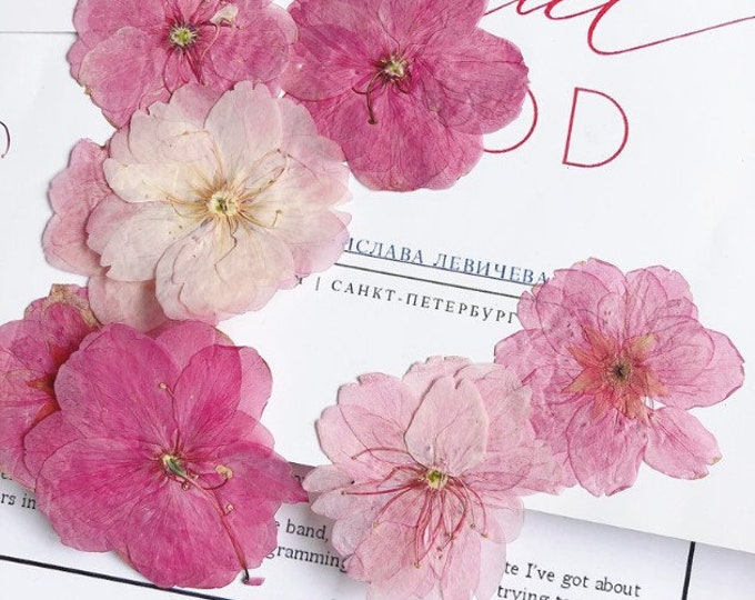 Pressed Dried Cherry Blossoms Flowers for Floral Art Craft Resin Cast