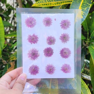 May include: A clear plastic package containing a white card with twelve small, dried, purple flowers. The flowers are arranged in three rows of four. The package is held against a background of green and yellow leaves.