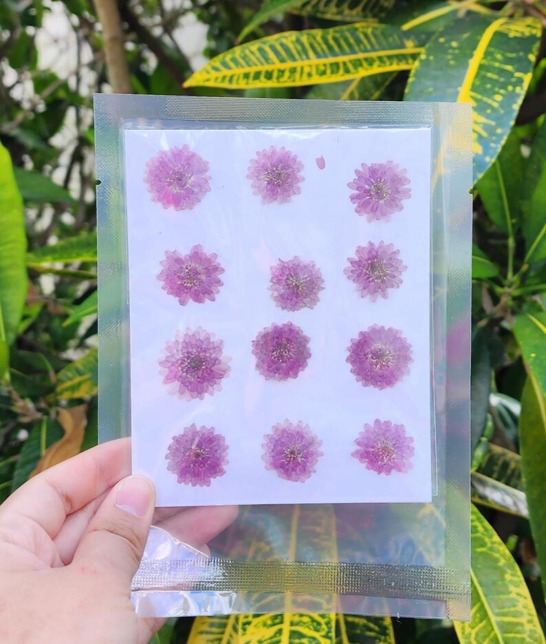 May include: A clear plastic package containing a white card with twelve small, dried, purple flowers. The flowers are arranged in three rows of four. The package is held against a background of green and yellow leaves.