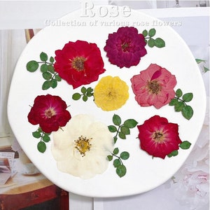 Pressed Dried Rose Flowers for Floral Art Craft Resin Cast