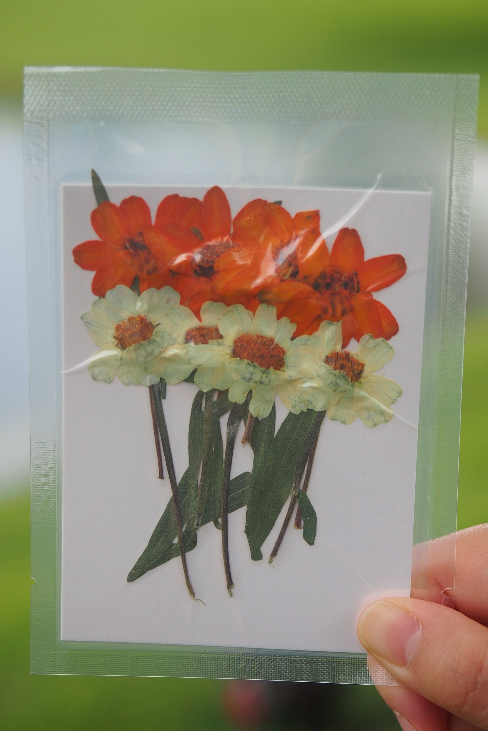 Pressed Dried Zinnia Flowers for Floral Art Craft Resin Cast Etsy