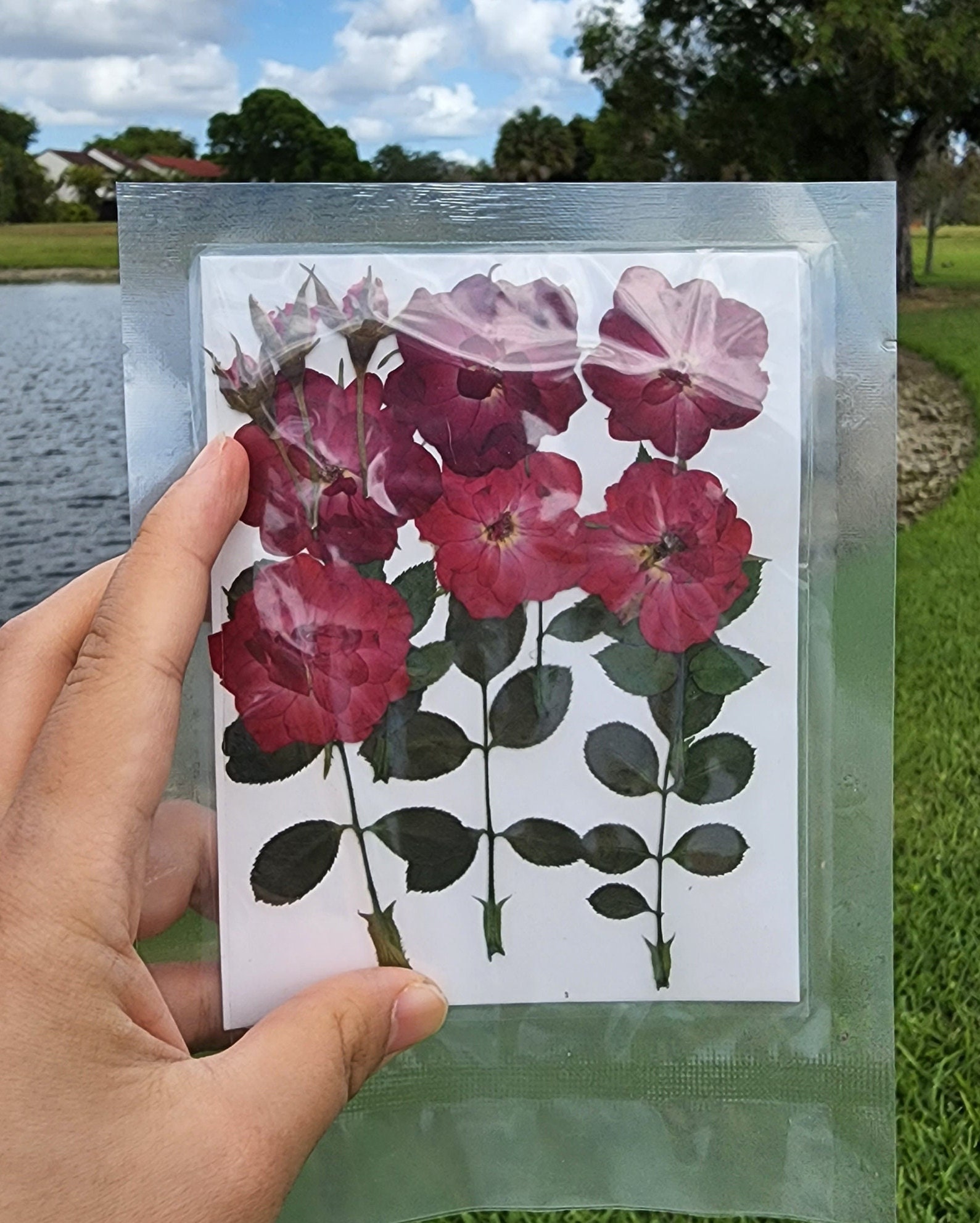 Pressed Dried Rose Variety Pack, Mixed With Flowers, Buds, Stems and ...