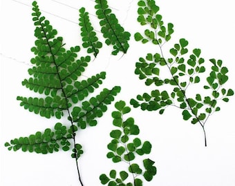 Pressed Dried Maidenhair Fern / Adiantum Pedatum  for Floral Art Craft Resin Cast