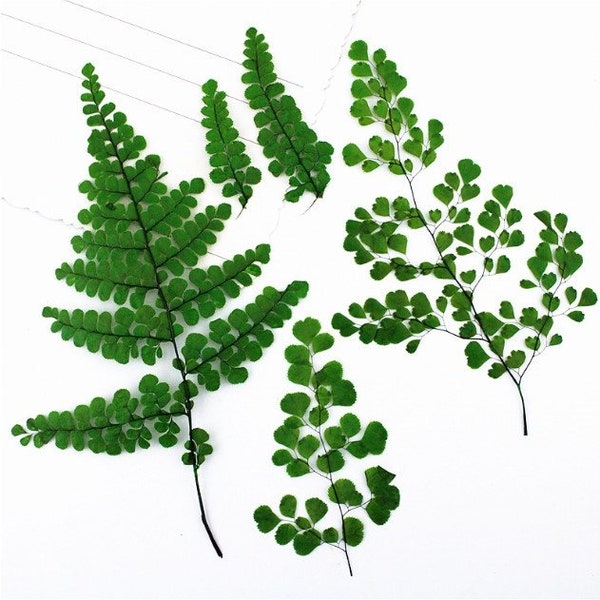 Pressed Dried Maidenhair Fern / Adiantum Pedatum  for Floral Art Craft Resin Cast