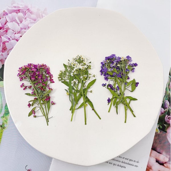 Pressed Dried Sweet Alyssum Flowers for Floral Art Craft Resin Cast