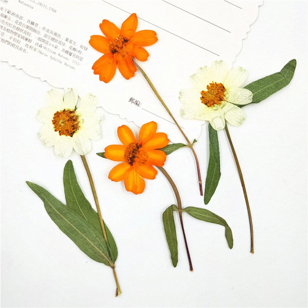 Pressed Dried Zinnia Flowers for Floral Art Craft Resin Cast Etsy