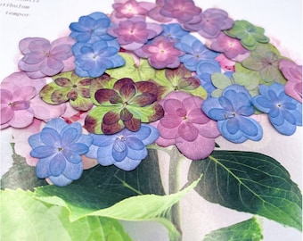 May include: A collection of pressed hydrangea flowers in shades of blue, pink, and green. The flowers are arranged in a cluster, with the blue flowers in the center and the pink and green flowers surrounding them.